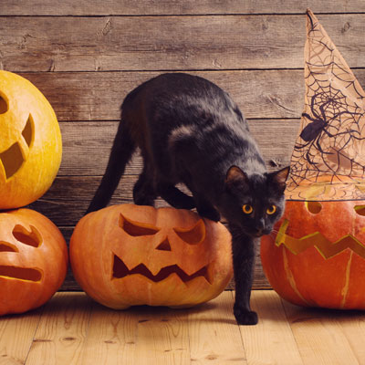 cat crawling over pumpkin